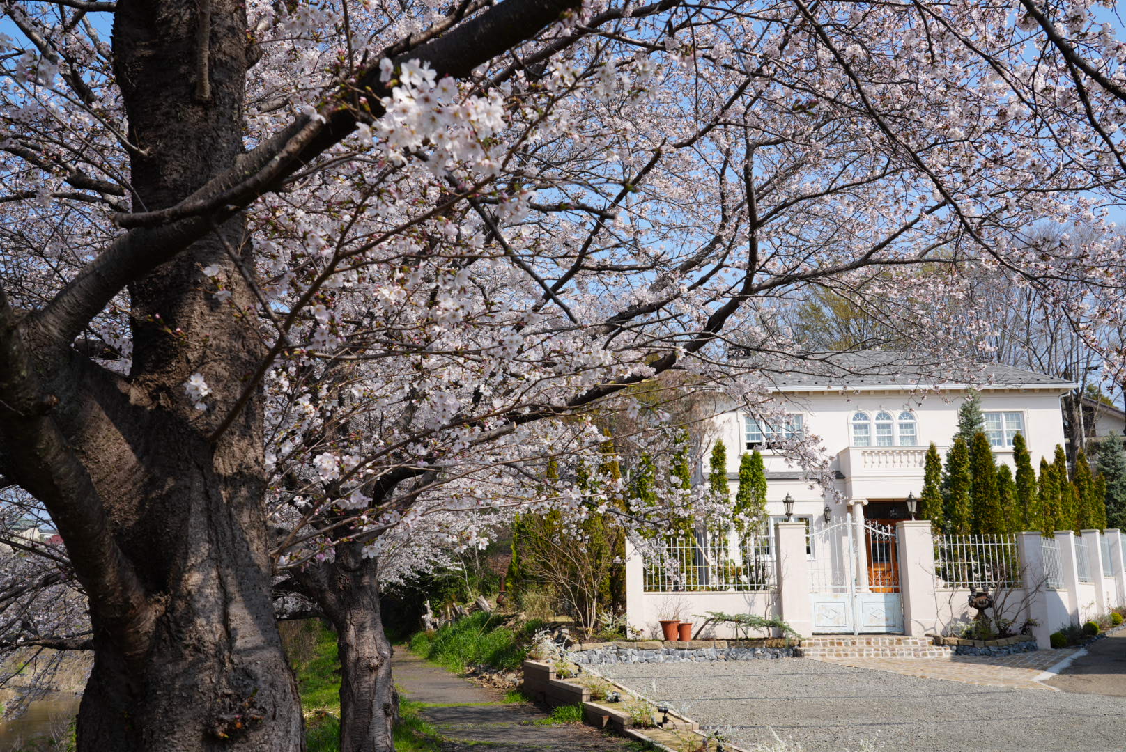 森と桜並木